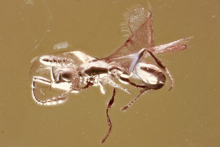 Detailed Fossil Parasitoid Wasp (Diapriidae) In Baltic Amber #352713